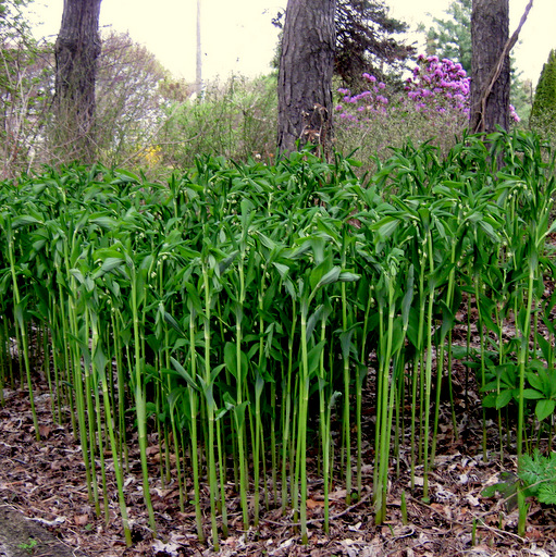 Polygonatum lasianthum